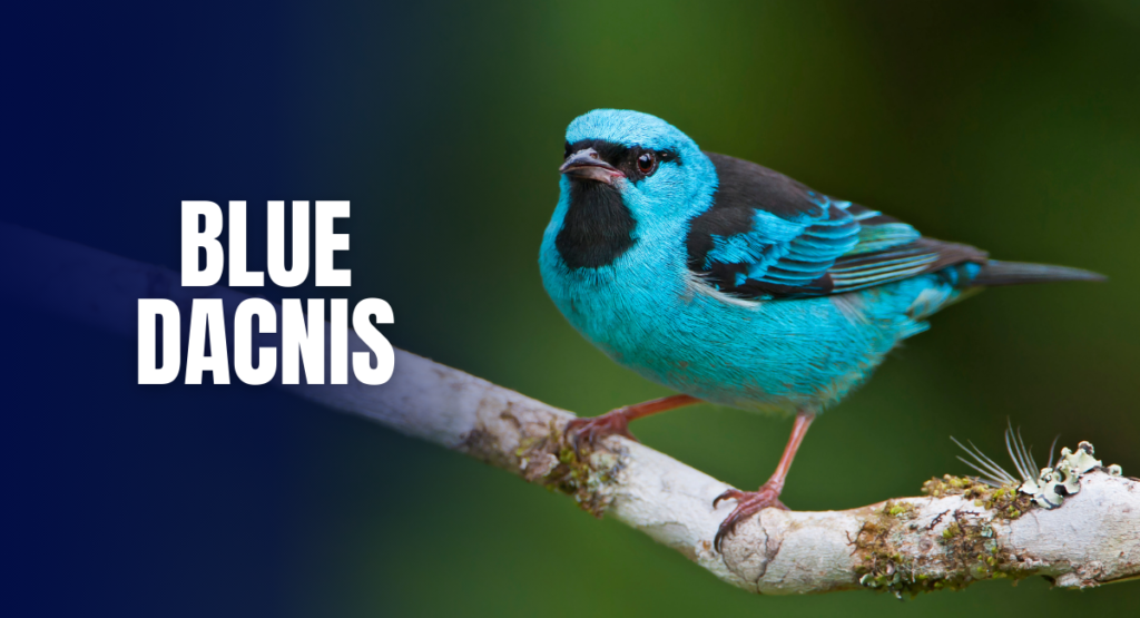 The Blue Dacnis, also known as the turquoise honeycreeper, is a small, vibrantly colored bird native to the tropical forests of Central and South America