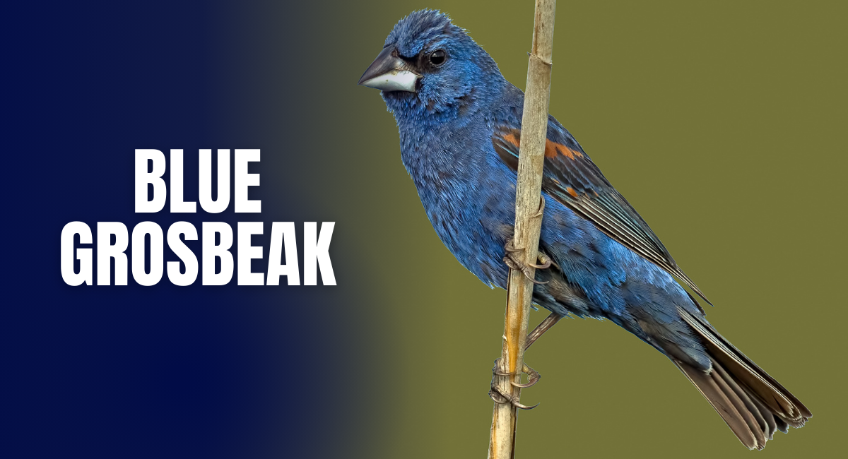 The Blue Grosbeak is a strikingly beautiful bird native to North America, particularly found in the southern United States and parts of Mexico