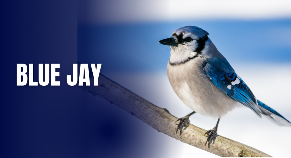 Blue Jay, a blue bird sitting in on a branch showing its vibrant color