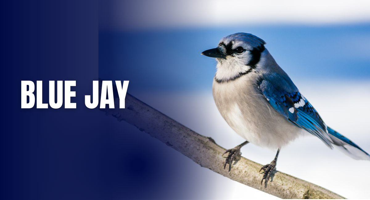 As one of the most recognizable beautiful blue birds in the world, the Blue Jay