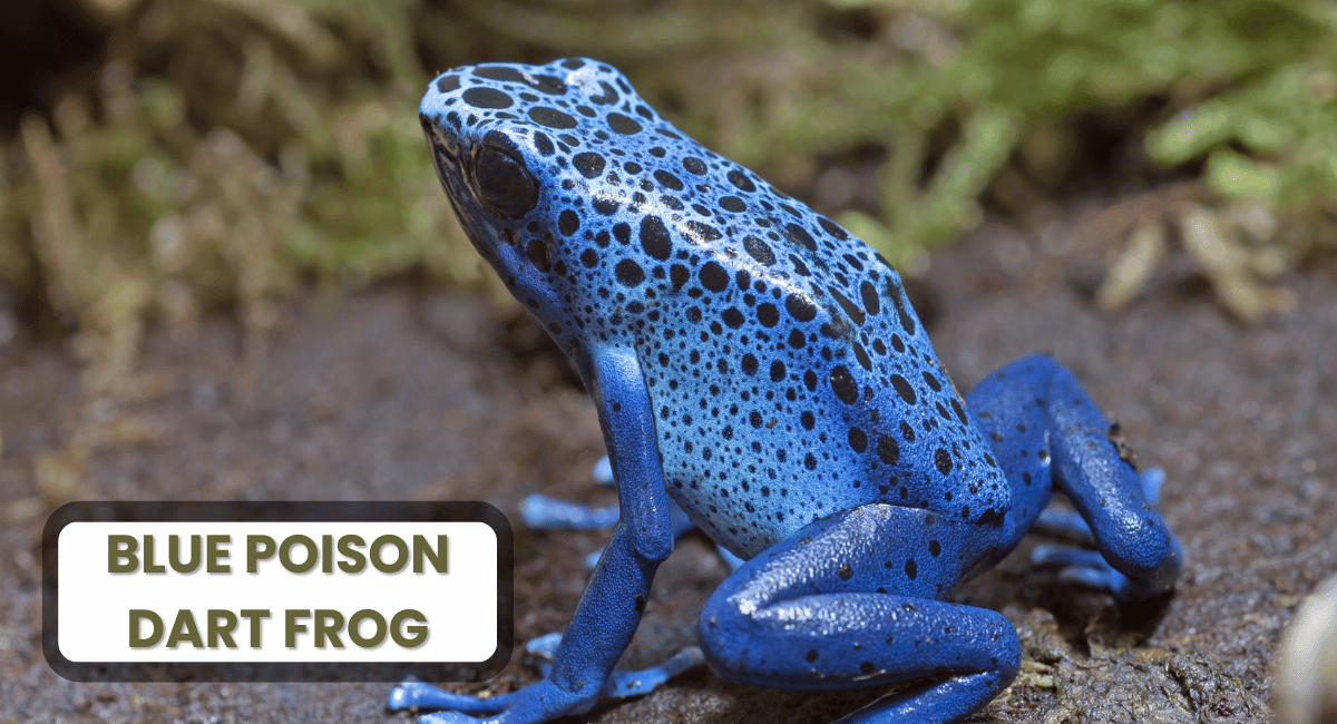 The Blue Poison Dart Frog is one of the most striking examples of colourful animals in the world