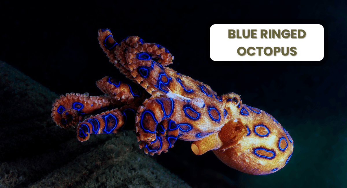 The Blue Ringed Octopus, found in the Pacific and Indian Oceans, is one of the most visually striking yet dangerous marine creatures.