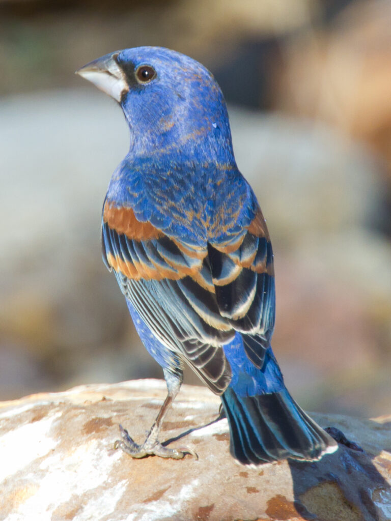 A blue bird calmly sitting on a rock, emphasizing its vivid plumage in a peaceful environment.