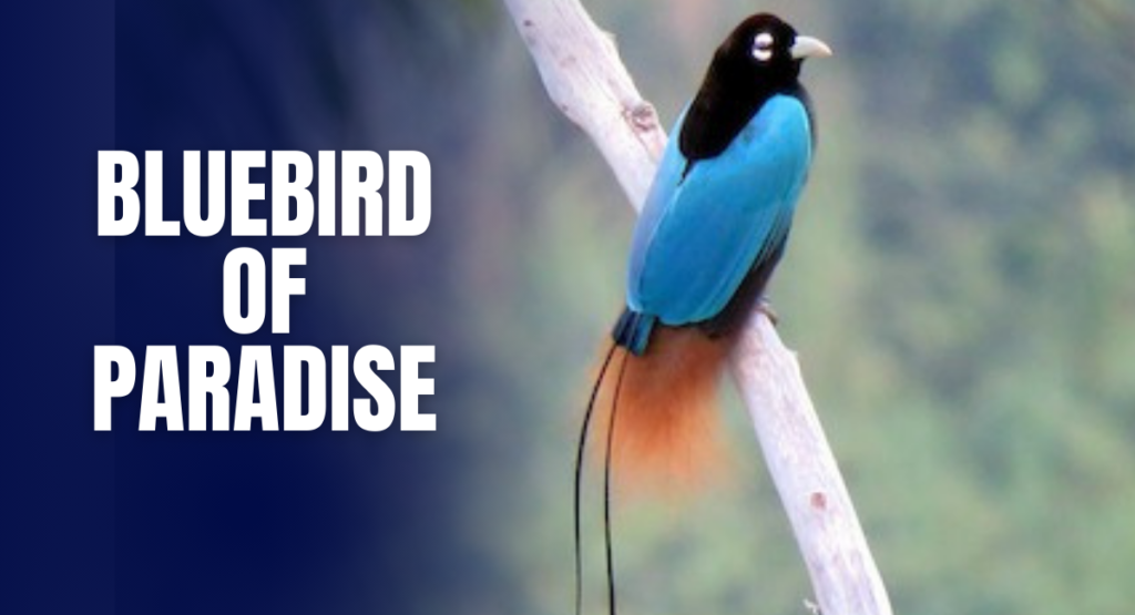 Bluebird of Paradise