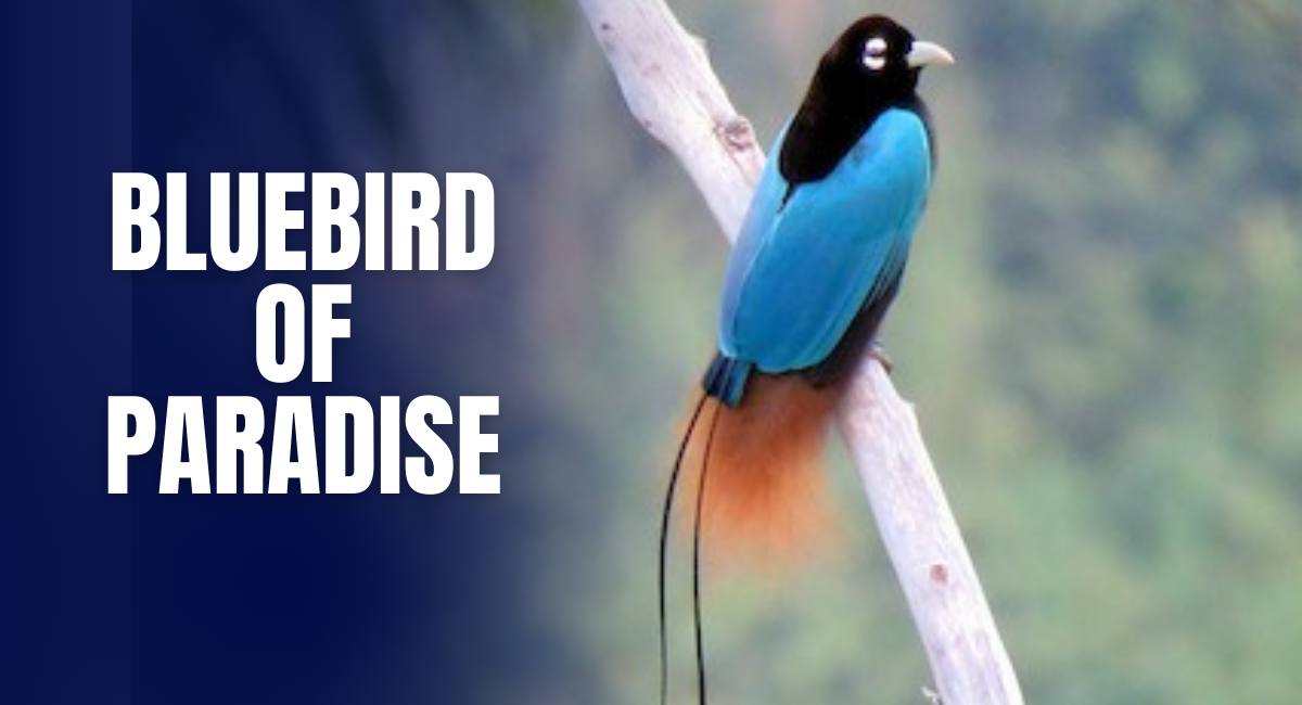 The Bluebird of Paradise is a striking avian species native to the lush forests of Papua New Guinea