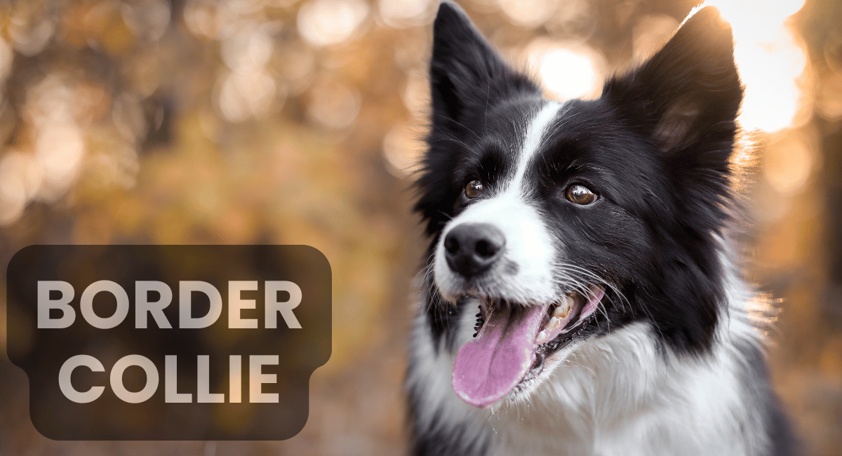 The Border Collie is often regarded as one of the smartest dog breeds in the world, known for its exceptional intelligence and remarkable problem-solving abilities.