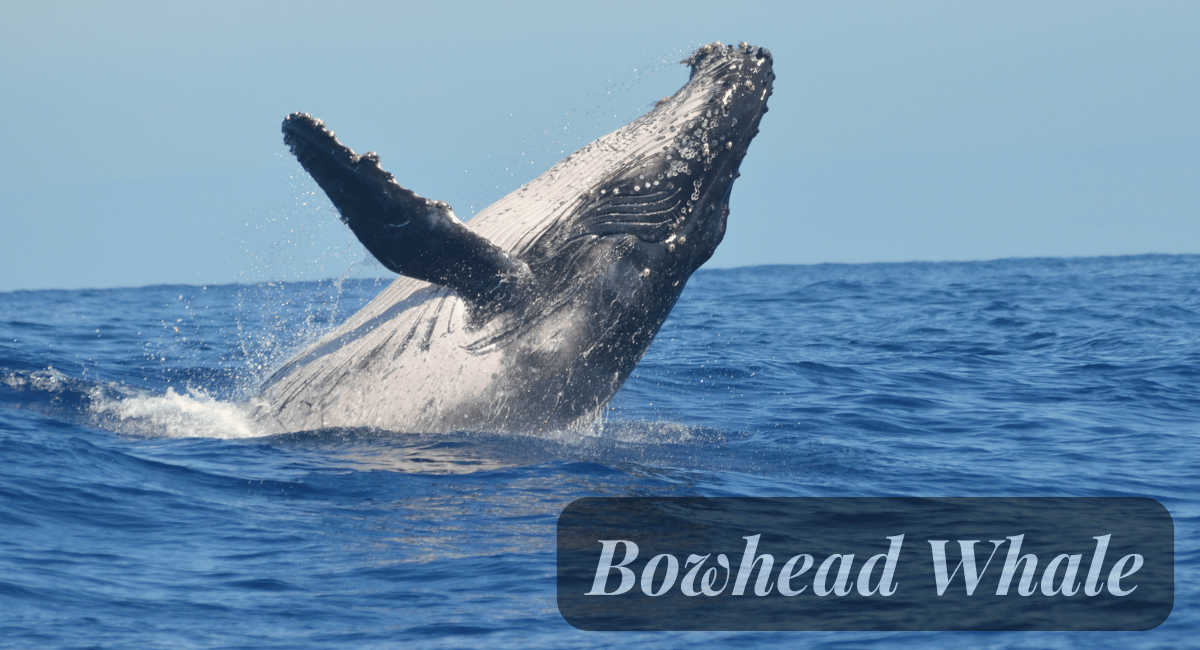 The bowhead whale (Balaena mysticetus) is a fascinating marine mammal renowned for its remarkable longevity, often living over 200 years.