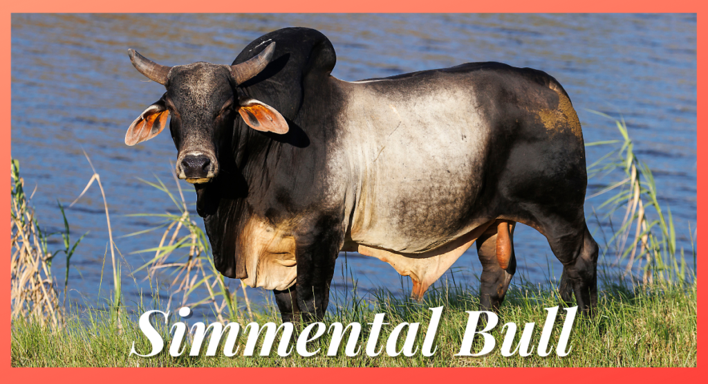 The Brahman bull is a remarkable breed known for its distinctive physical features and impressive size, making it one of the biggest bulls in the world