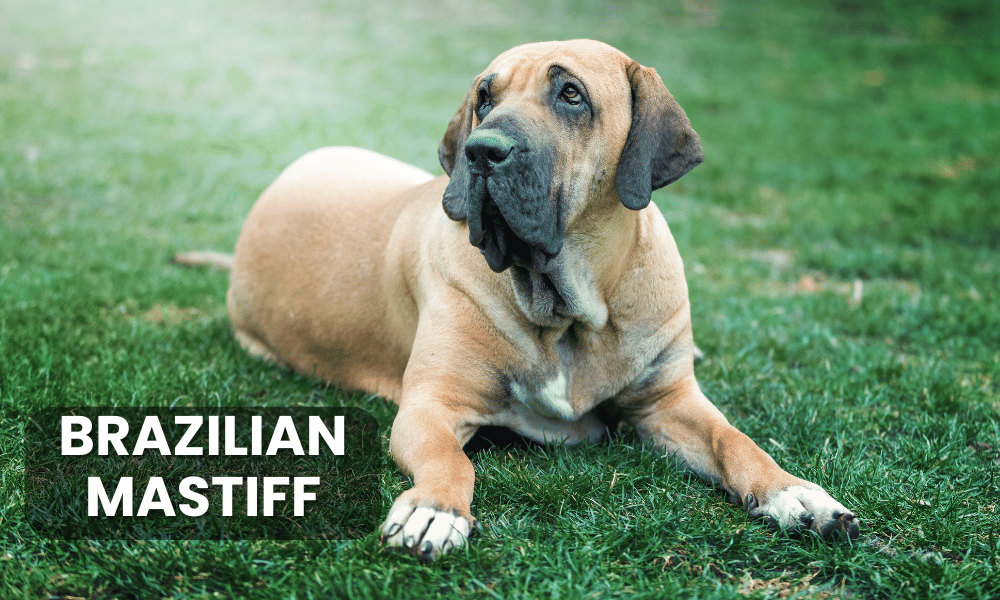 The Fila Brasileiro, also known as the Brazilian Mastiff, is a formidable and loyal breed renowned for its strength and protective instincts.