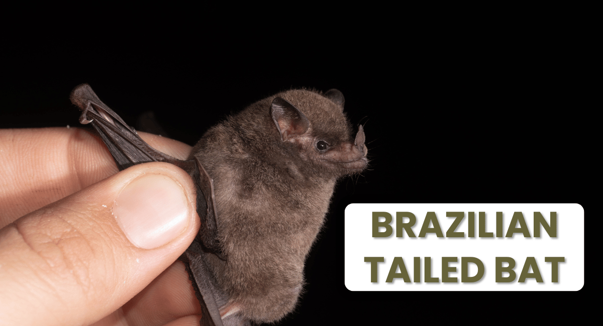 The Brazilian free-tailed bat, scientifically known as Tadarida brasiliensis, is a fascinating species recognized for its incredible speed and agility