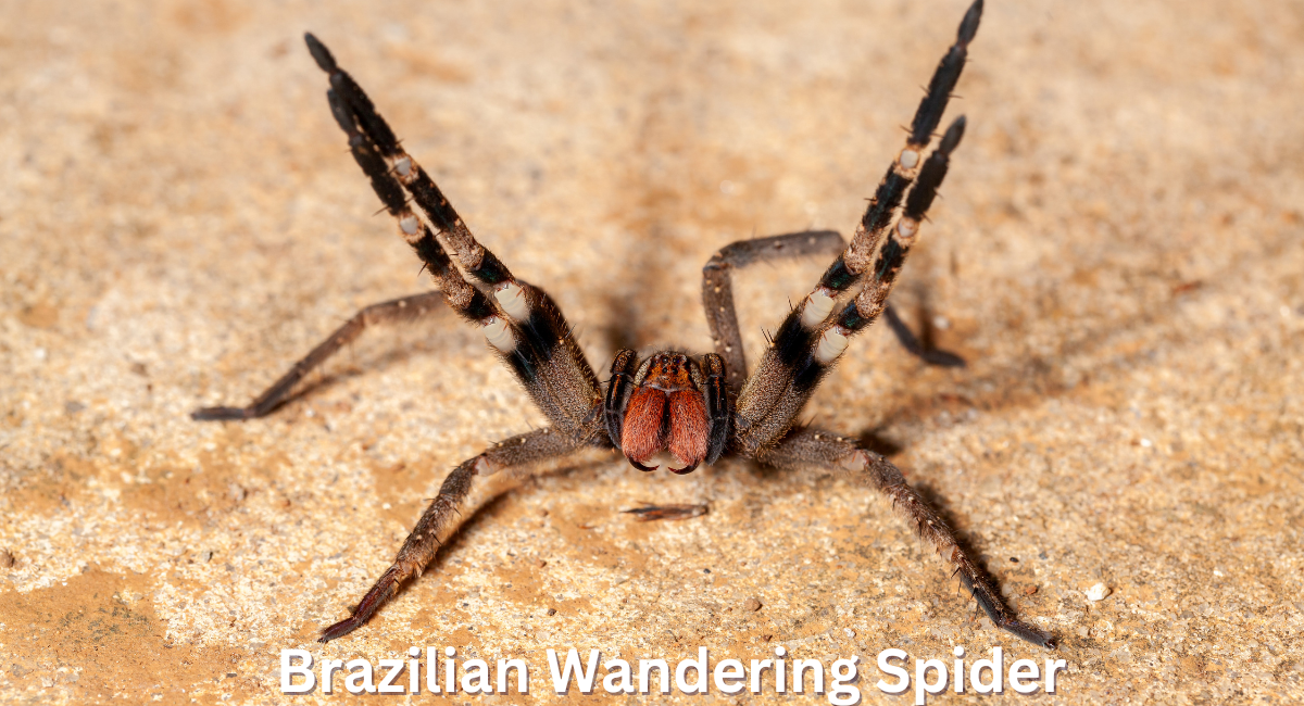 The Brazilian wandering spider, belonging to the genus Phoneutria, is often considered one of the deadliest spiders in the world