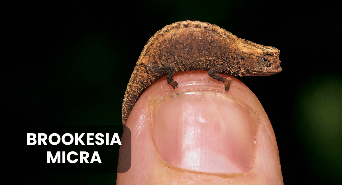 Brookesia micra, recognized as the world’s smallest chameleon, is a remarkable species native to the island of Madagascar.