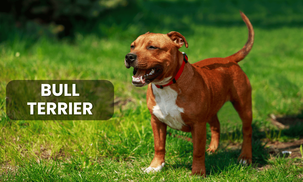 The Bull Terrier is a distinctive breed known for its unique egg-shaped head and muscular build.