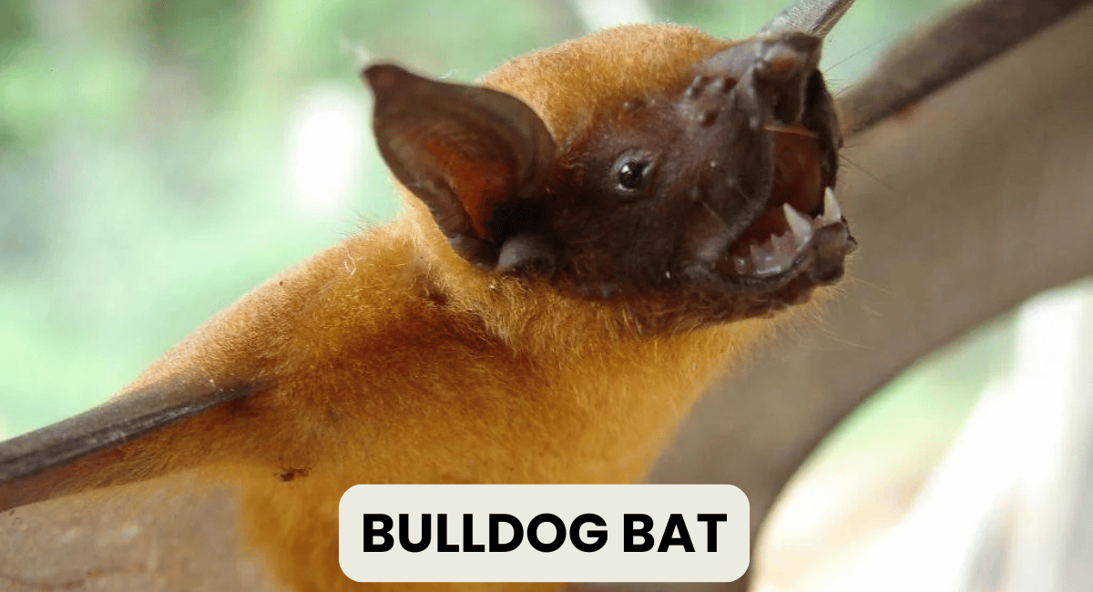 The Bulldog Bat, known for its extraordinary vocal capabilities, is one of the loudest animals in the world