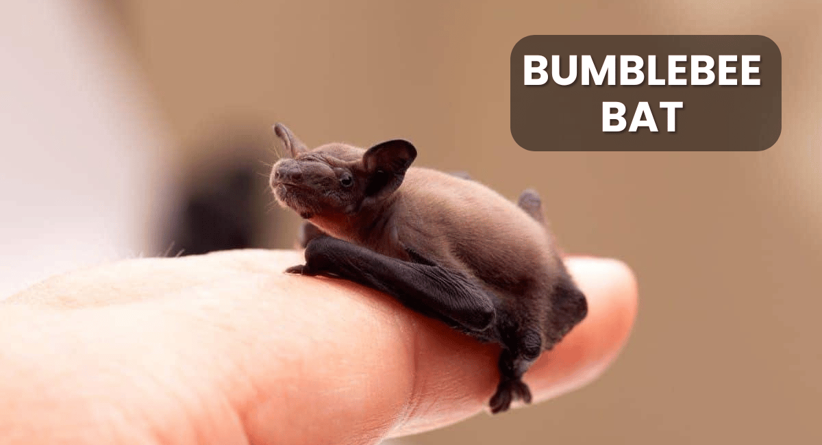 The Bumblebee Bat, also known as Kitti’s Hog-Nosed Bat (Craseonycteris thonglongyai), holds the title of the world’s smallest mammal.