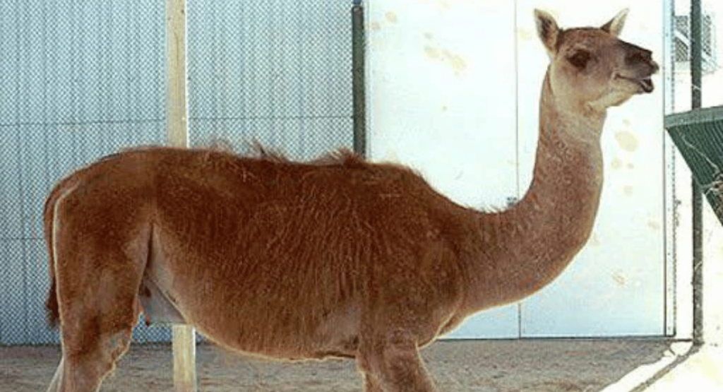 The Cama, a remarkable hybrid resulting from the crossbreeding of a camel and a llama, represents one of the intriguing examples of hybrid animals created by humans