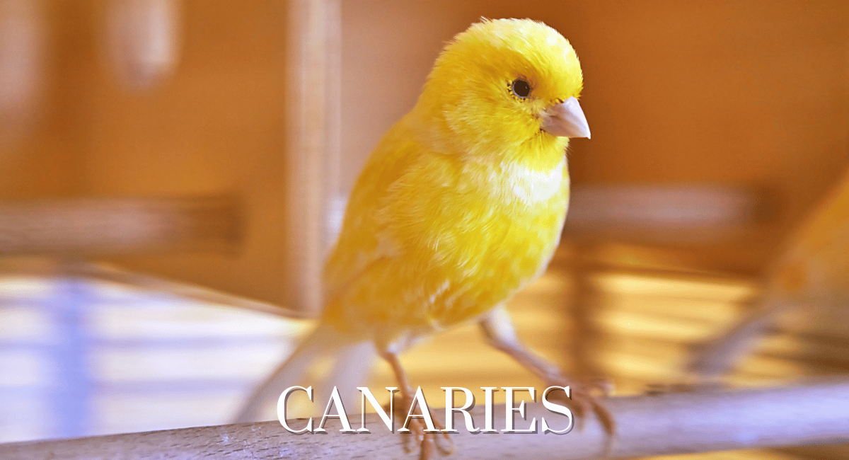 Anaries, commonly known as canaries (Serinus canaria), are among the most beloved beautiful yellow birds in the world