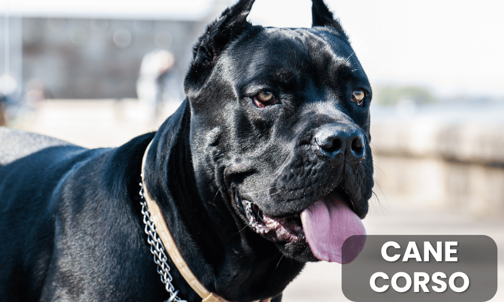 The Cane Corso is a large and powerful breed that originated in Italy, primarily bred for guarding and hunting.