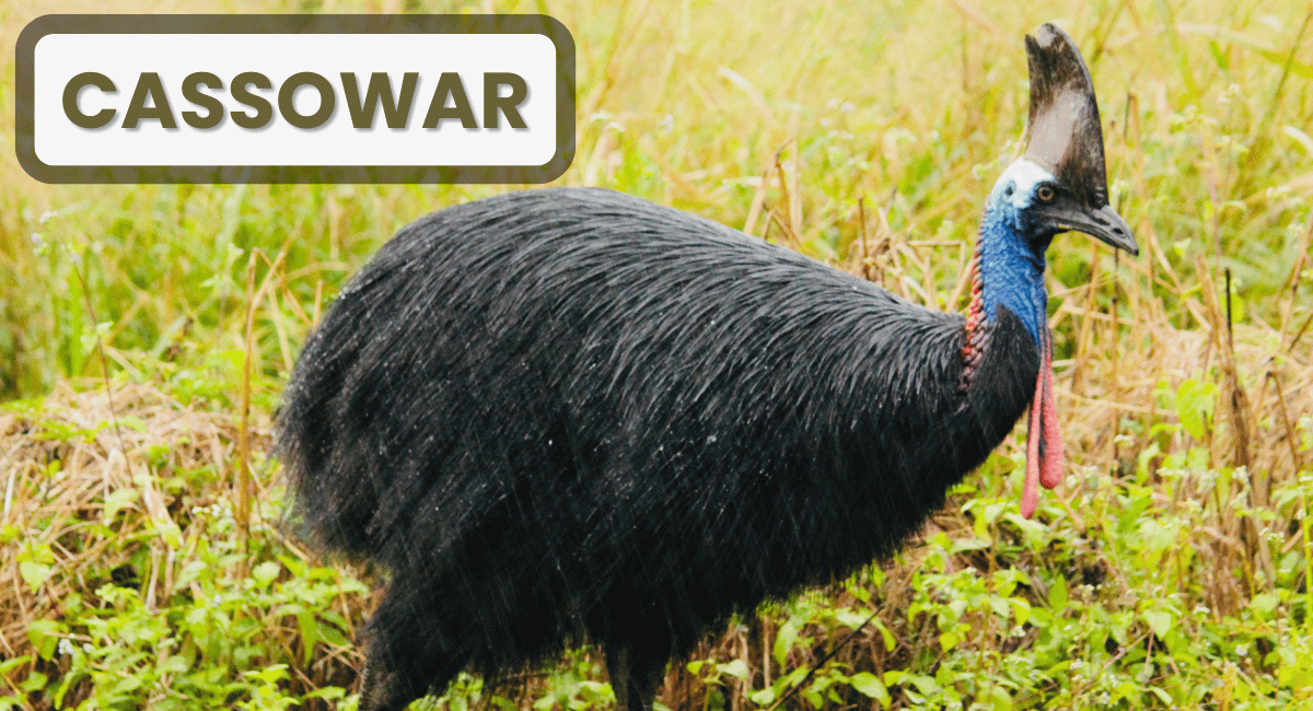 Cassowary widely regarded as the most Dangerous Birds in the world