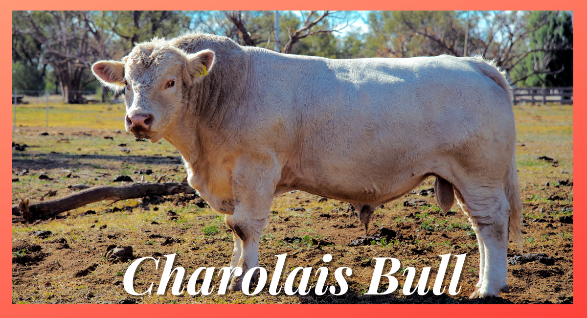 The Charolais bull is a highly regarded breed known for its exceptional size, strength, and superior meat quality.