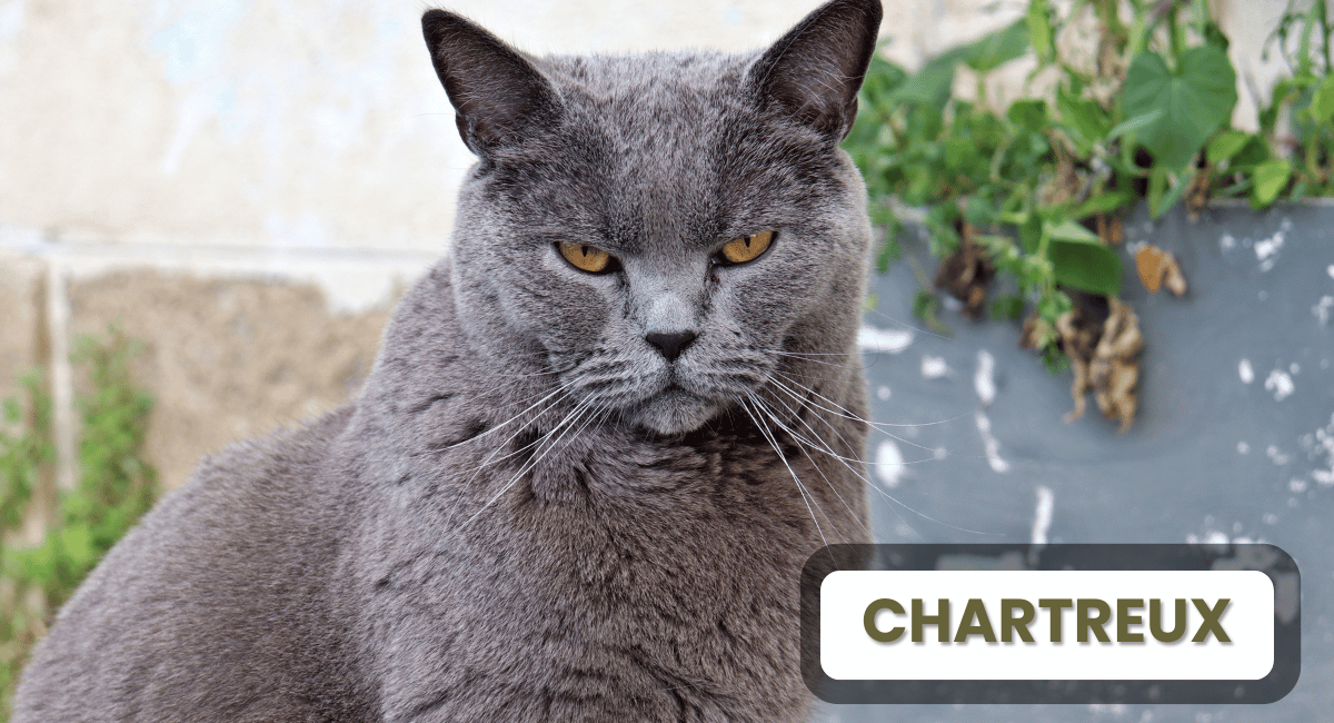 The Chartreux is a remarkable breed known for its striking blue-gray coat and captivating golden eyes, making it one of the most sought-after cat breeds in the world.