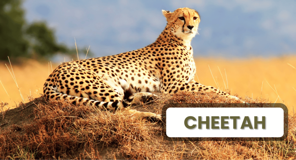 The cheetah holds the title as the Fastest Land Animals, capable of reaching speeds up to 70 mph (112 km/h).