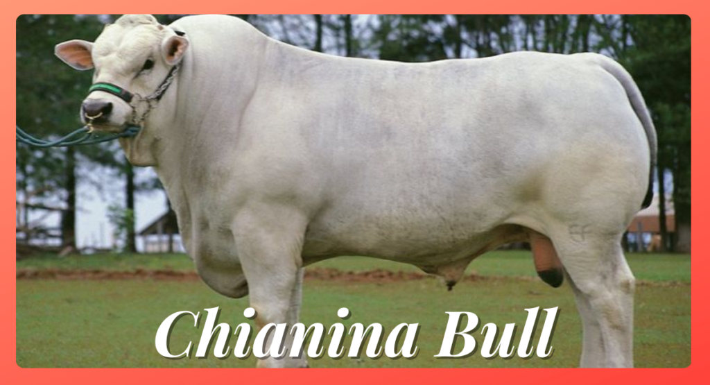 The Chianina bull, native to the Tuscany region of Italy, is renowned for being one of the biggest bulls in the world