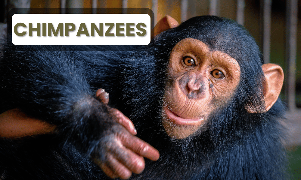 Chimpanzees, our closest genetic relatives, are renowned for their intelligence, displaying cognitive abilities that closely mirror human behavior.