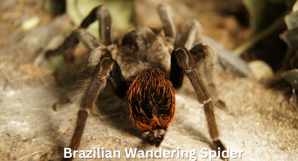 The Chinese bird spider, belonging to the genus Haplopelma