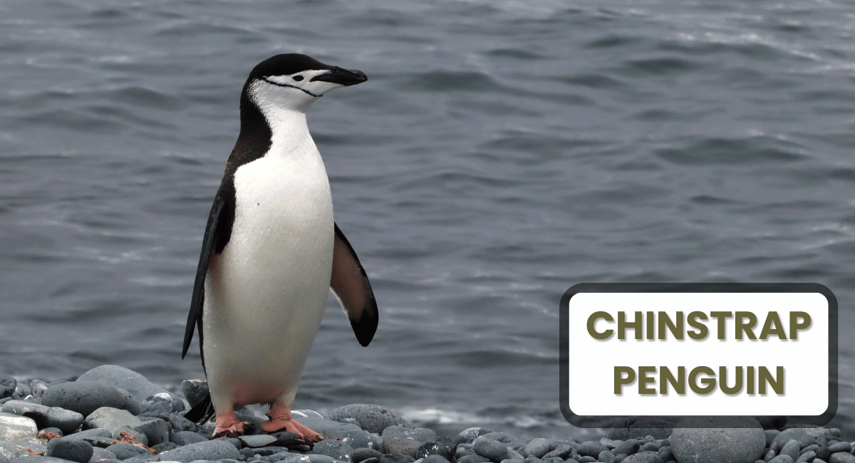 The Chinstrap Penguin, scientifically known as Pygoscelis antarcticus, is one of the most recognizable species among the largest penguins in the world