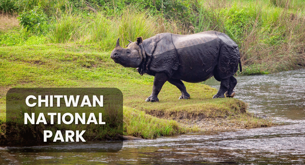 Chitwan National Park, located in the subtropical lowlands of Nepal, is one of the country’s most celebrated wildlife reserves and a UNESCO World Heritage Site