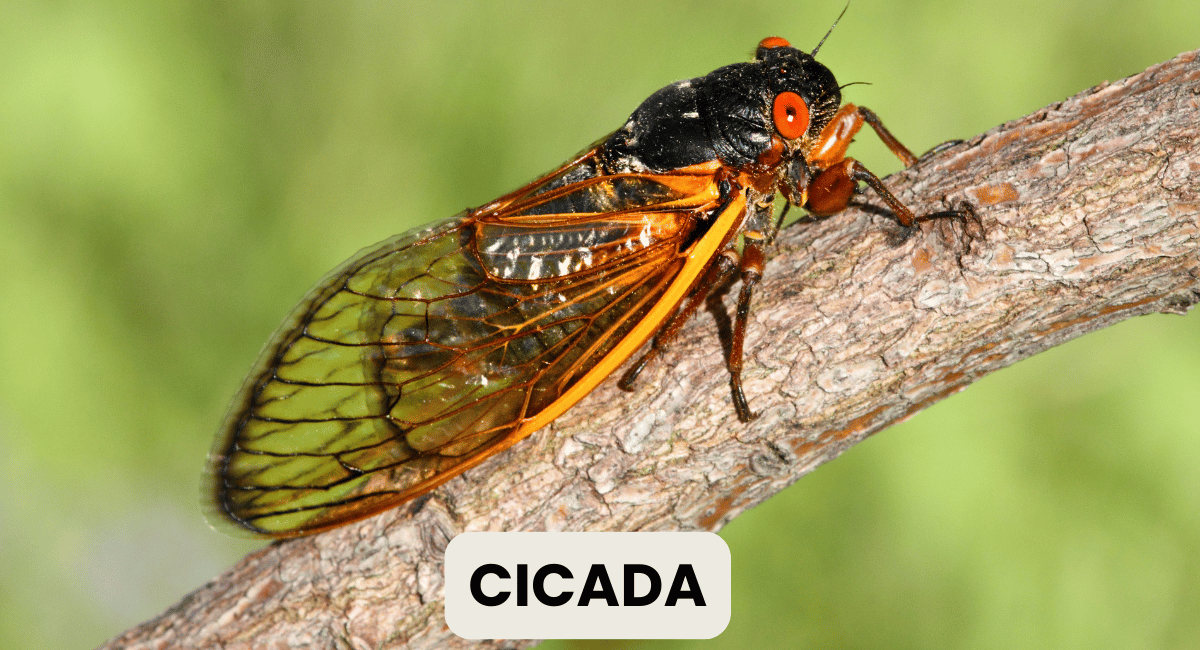 Cicadas are fascinating insects of Loudest animals in the world