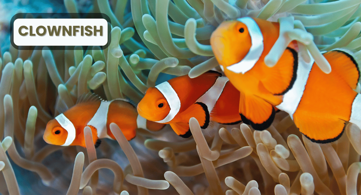 Clownfish, often recognized for their vibrant orange coloration and distinctive white bands, are one of the most beloved colourful animals in the world.