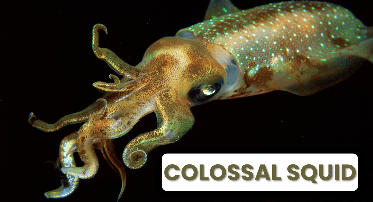 The colossal squid is one of the most fascinating and elusive creatures inhabiting the depths of our oceans.