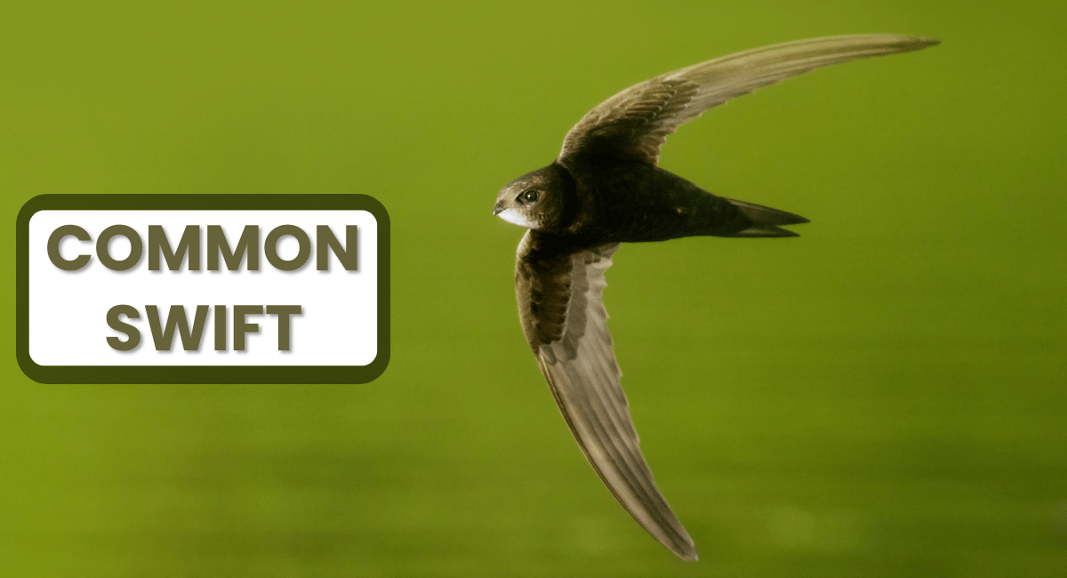 The common swift is an extraordinary bird known for its impressive flying abilities and remarkable speed.