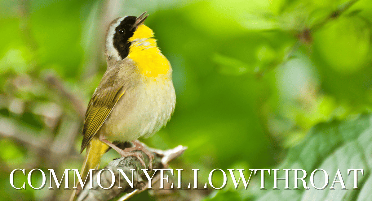 The Common Yellowthroat (Geothlypis trichas) is a delightful small songbird known for its vibrant yellow plumage and distinctive black mask.