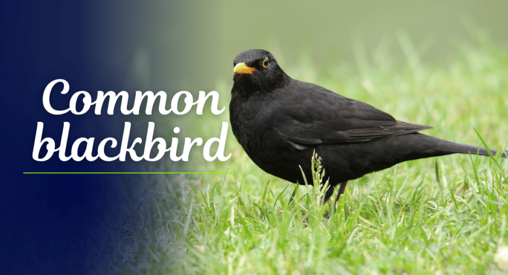 The Common Blackbird, known for its distinctive black plumage and bright orange-yellow beak