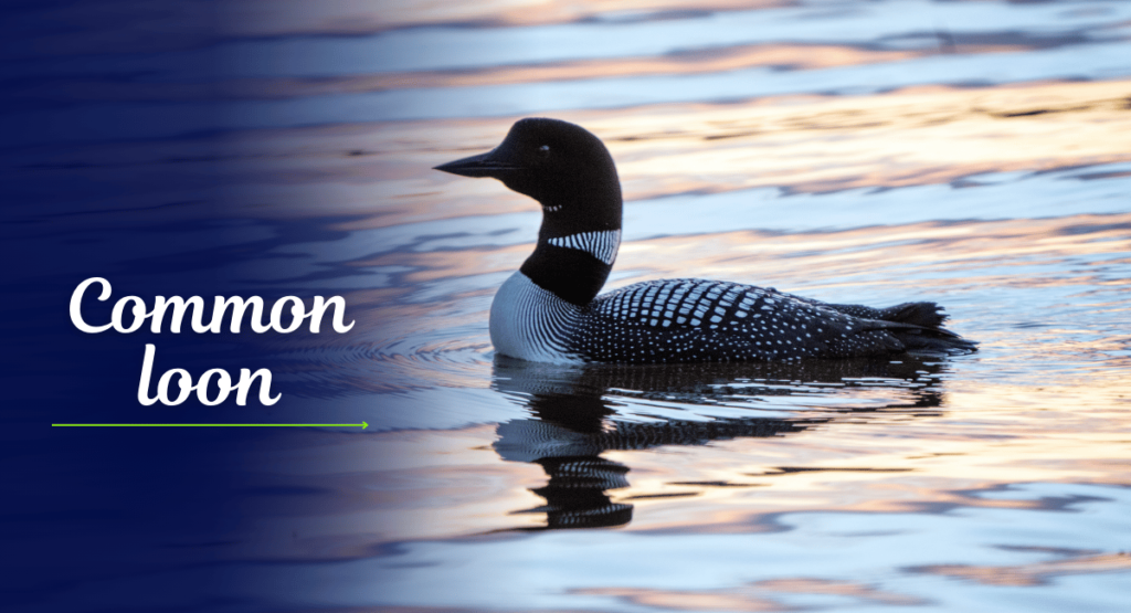 The Common Loon (Gavia immer) is a striking aquatic bird known for its distinctive appearance and haunting calls