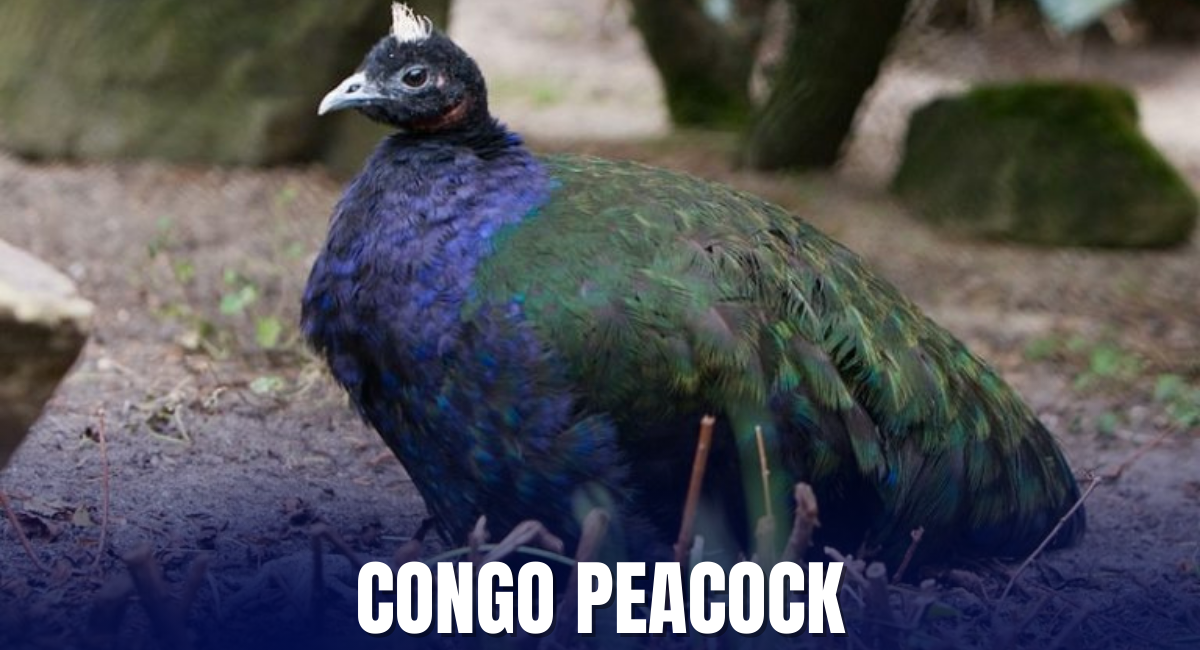 The Congo peafowl is a remarkable bird that holds a special place in the realm of beautiful and largest peacocks in the world