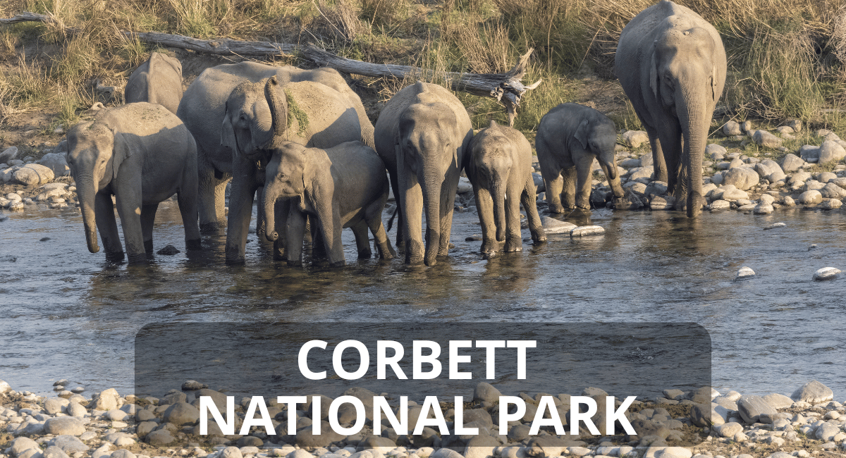 Elephant in Jim Corbett National Park, located in the foothills of the Himalayas in Uttarakhand