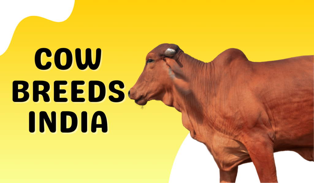 Cow Breeds In India