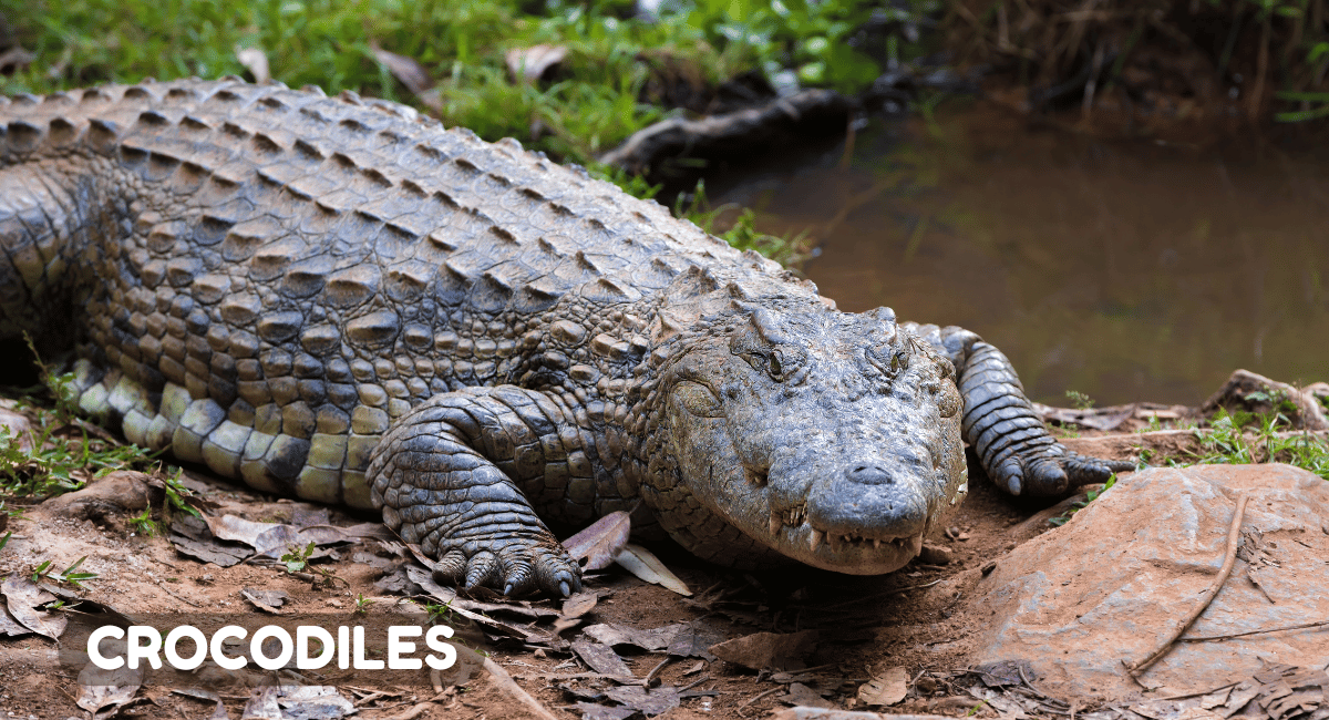 Crocodiles are fascinating reptiles known for their powerful jaws, formidable size, and prehistoric lineage.