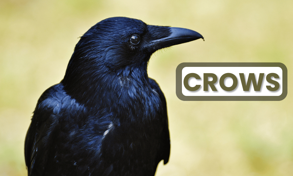 Crows are incredibly intelligent birds, often considered one of the most cognitively advanced species in the animal kingdom.