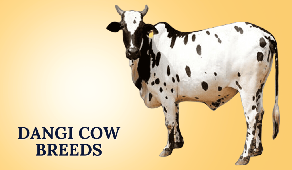 Dangi Cow Breeds