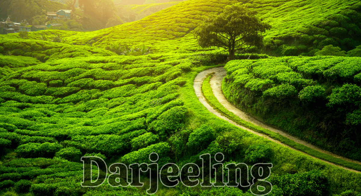 Darjeeling, nestled in the foothills of the Himalayas in West Bengal