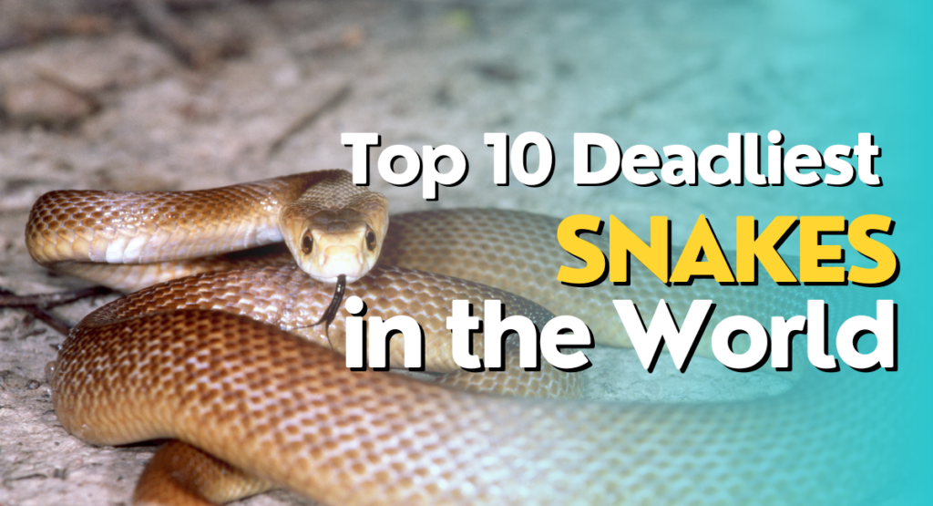 Top 10 Deadliest Snakes in the World