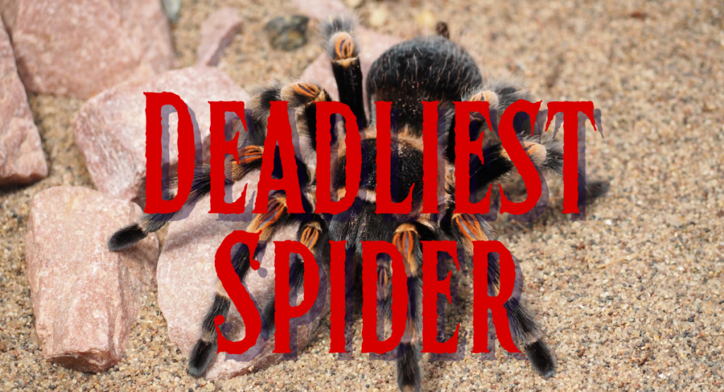 Top 10 World’s Deadliest Spider