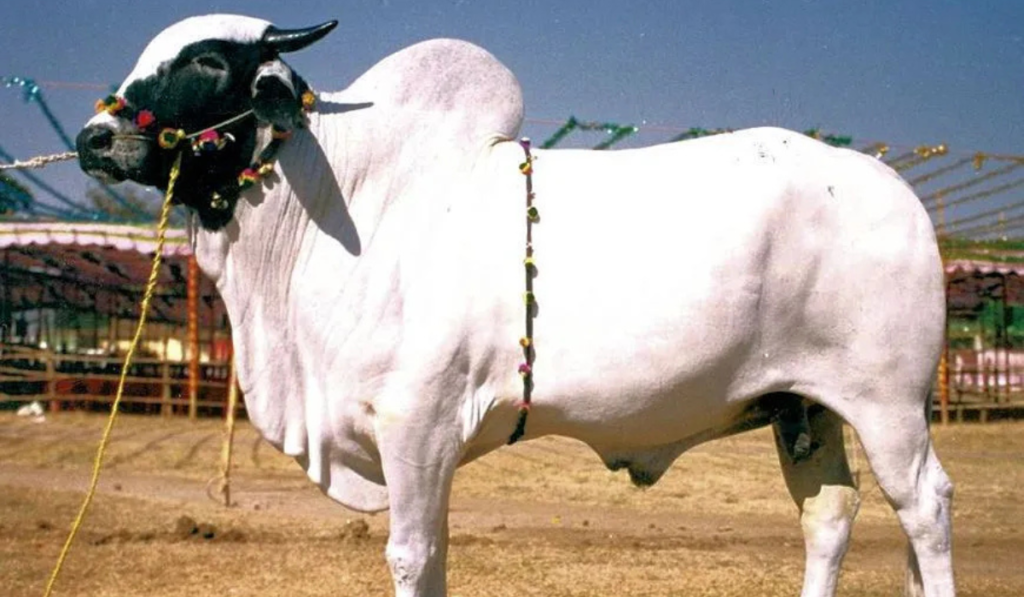 The Deoni cow is a versatile breed native to the regions of Maharashtra and Telangana