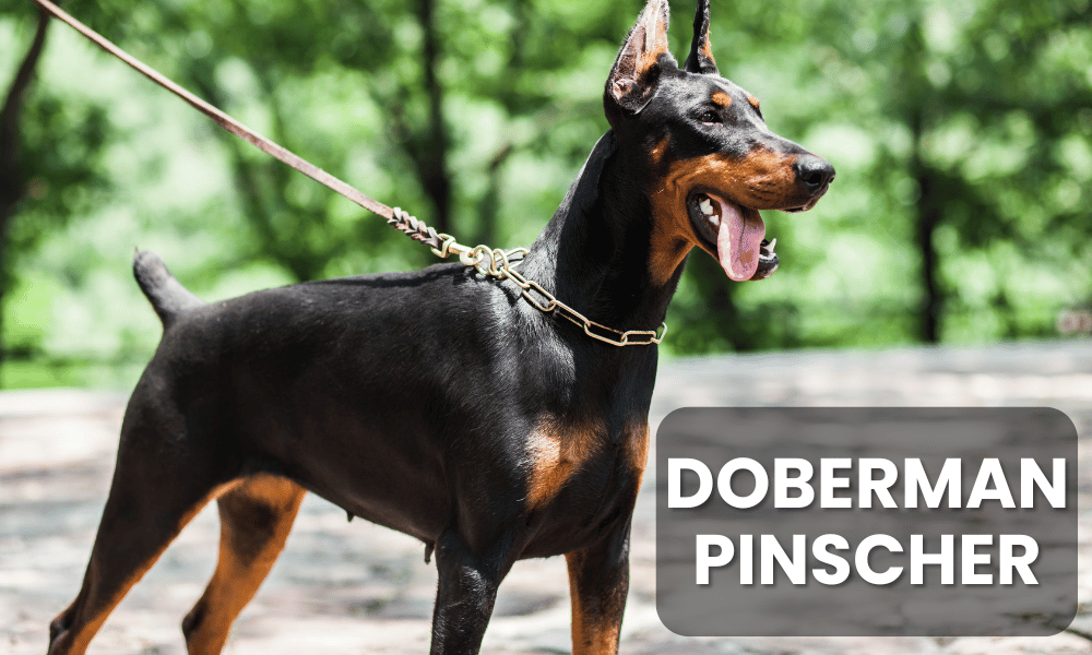 Doberman Pinschers are intelligent, loyal, and protective dogs, often used as guard dogs.