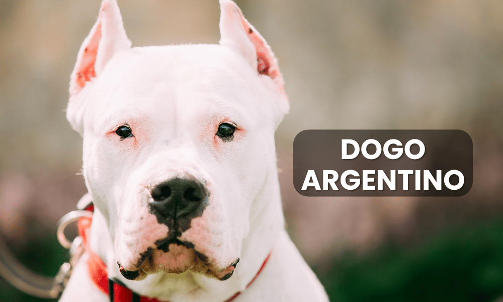 The Dogo Argentino is a powerful and athletic breed that originated in Argentina, primarily bred for big-game hunting and as a loyal companion.